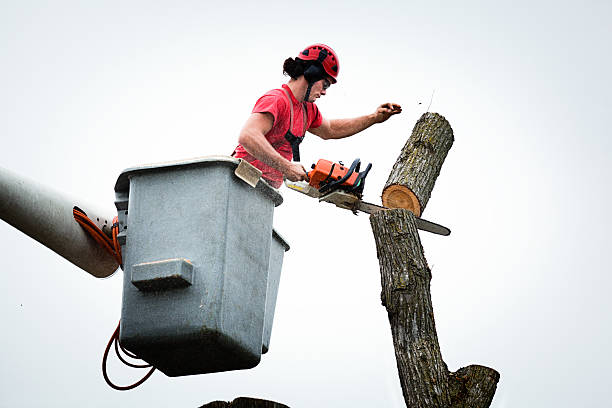 Best Tree Trimming and Pruning  in North Corbin, KY